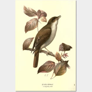 Nightingale Posters and Art